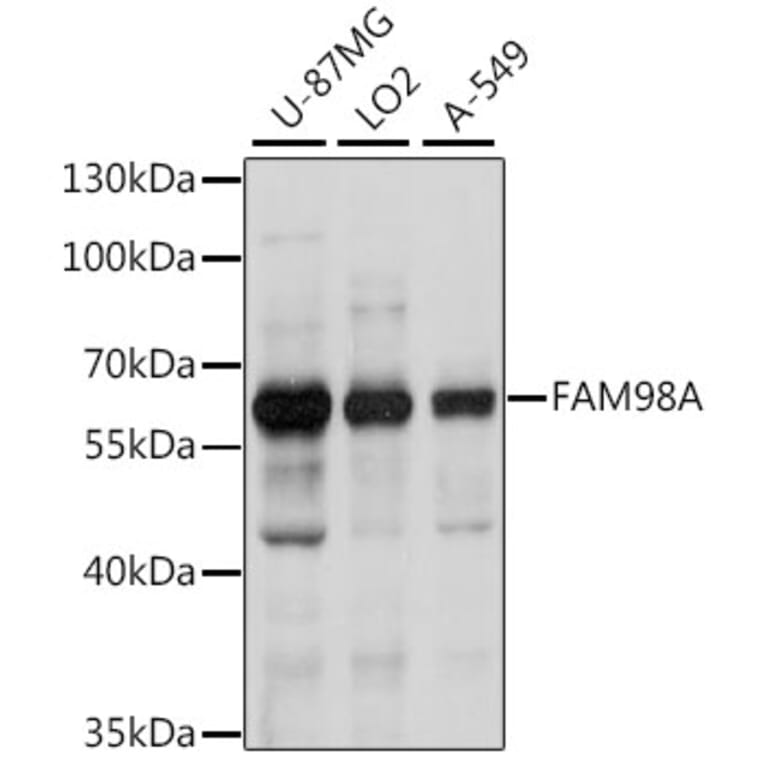 Western Blot - Anti-FAM98A Antibody (A90664) - Antibodies.com