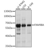 Western Blot - Anti-FAM98A Antibody (A90664) - Antibodies.com