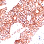 Immunohistochemistry - Anti-FAM98A Antibody (A90664) - Antibodies.com