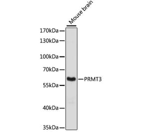 Western Blot - Anti-PRMT3 Antibody (A90666) - Antibodies.com