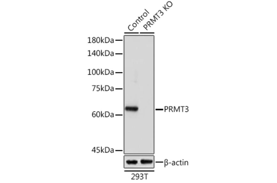 Western Blot - Anti-PRMT3 Antibody (A90666) - Antibodies.com
