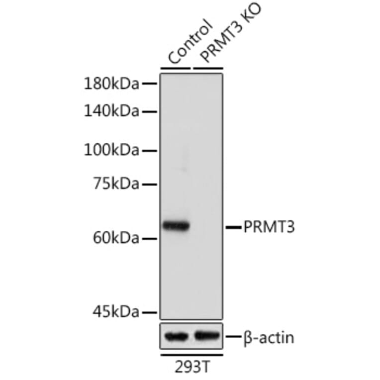 Western Blot - Anti-PRMT3 Antibody (A90666) - Antibodies.com