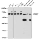 Western Blot - Anti-Zhangfei Antibody (A90670) - Antibodies.com