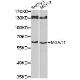 Western Blot - Anti-MGAT1 Antibody (A12459) - Antibodies.com