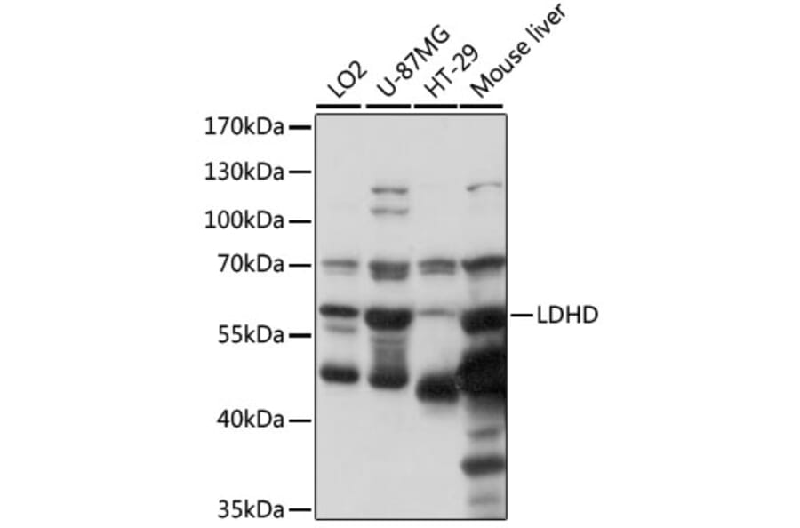 Western Blot - Anti-LDHD/DLD Antibody (A90672) - Antibodies.com