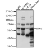 Western Blot - Anti-LDHD/DLD Antibody (A90672) - Antibodies.com