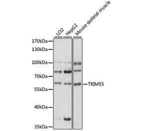 Western Blot - Anti-MURF2 Antibody (A90673) - Antibodies.com