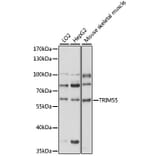 Western Blot - Anti-MURF2 Antibody (A90673) - Antibodies.com