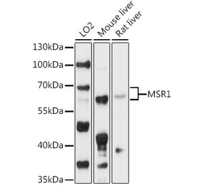 Western Blot - Anti-CD204 Antibody (A90674) - Antibodies.com