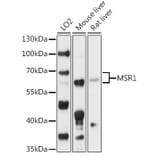 Western Blot - Anti-CD204 Antibody (A90674) - Antibodies.com