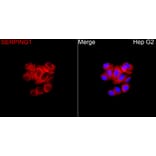 Immunofluorescence - Anti-SERPING1 Antibody (A90676) - Antibodies.com