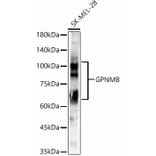 Western Blot - Anti-GPNMB Antibody (A90678) - Antibodies.com