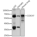 Western Blot - Anti-CCDC47 Antibody (A90679) - Antibodies.com