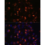 Immunofluorescence - Anti-CCDC47 Antibody (A90679) - Antibodies.com