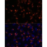 Immunofluorescence - Anti-CCDC47 Antibody (A90679) - Antibodies.com