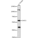 Western Blot - Anti-CHST2 Antibody (A90683) - Antibodies.com