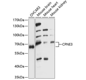 Western Blot - Anti-CPNE3 Antibody (A90684) - Antibodies.com