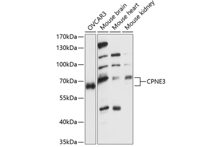 Western Blot - Anti-CPNE3 Antibody (A90684) - Antibodies.com