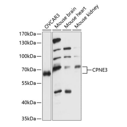 Western Blot - Anti-CPNE3 Antibody (A90684) - Antibodies.com