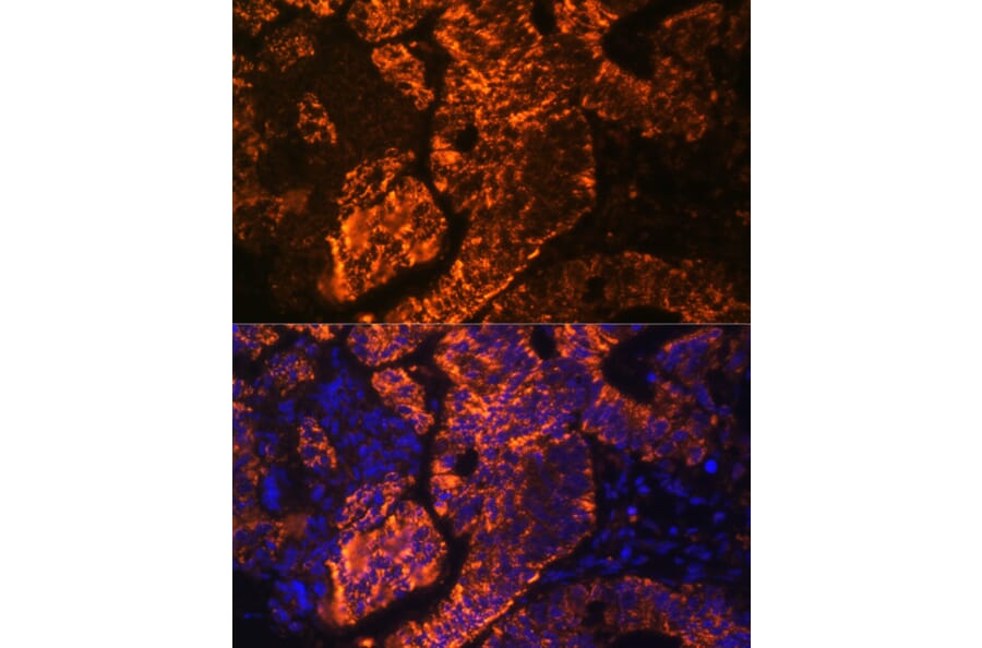 Immunofluorescence - Anti-DR3/LARD Antibody (A90685) - Antibodies.com