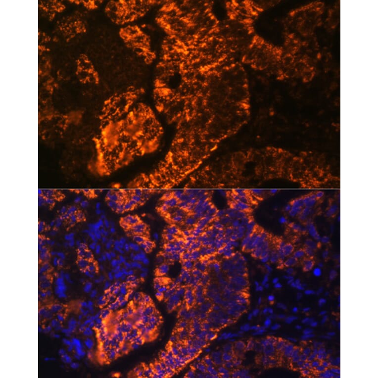 Immunofluorescence - Anti-DR3/LARD Antibody (A90685) - Antibodies.com