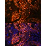 Immunofluorescence - Anti-DR3/LARD Antibody (A90685) - Antibodies.com