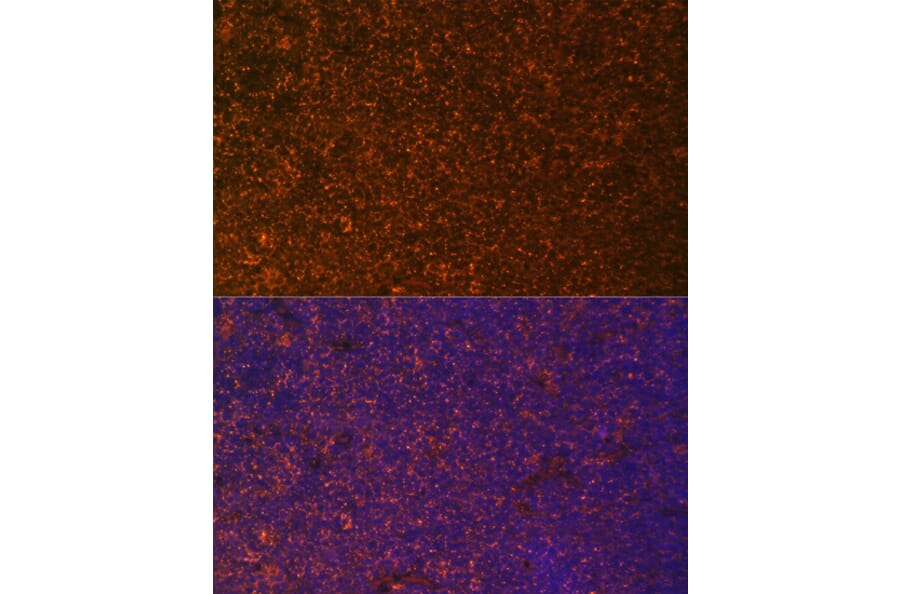 Immunofluorescence - Anti-DR3/LARD Antibody (A90685) - Antibodies.com
