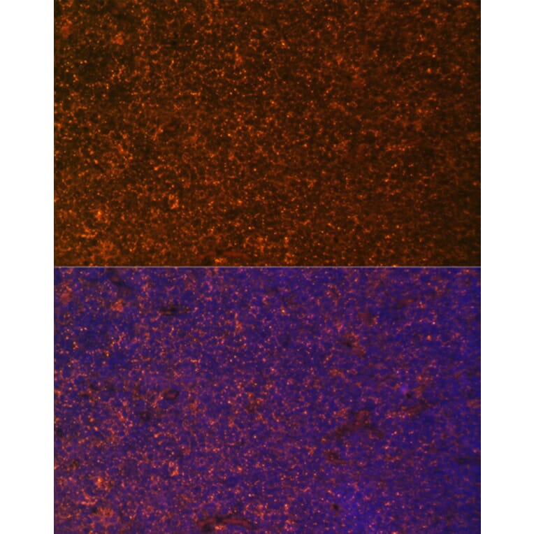 Immunofluorescence - Anti-DR3/LARD Antibody (A90685) - Antibodies.com