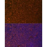 Immunofluorescence - Anti-DR3/LARD Antibody (A90685) - Antibodies.com