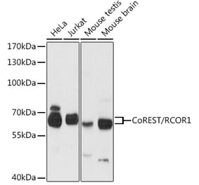 Western Blot - Anti-CoREST Antibody (A90688) - Antibodies.com