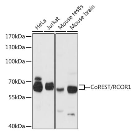 Western Blot - Anti-CoREST Antibody (A90688) - Antibodies.com