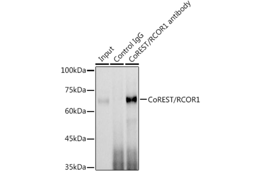 Western Blot - Anti-CoREST Antibody (A90688) - Antibodies.com