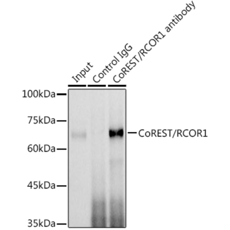 Western Blot - Anti-CoREST Antibody (A90688) - Antibodies.com