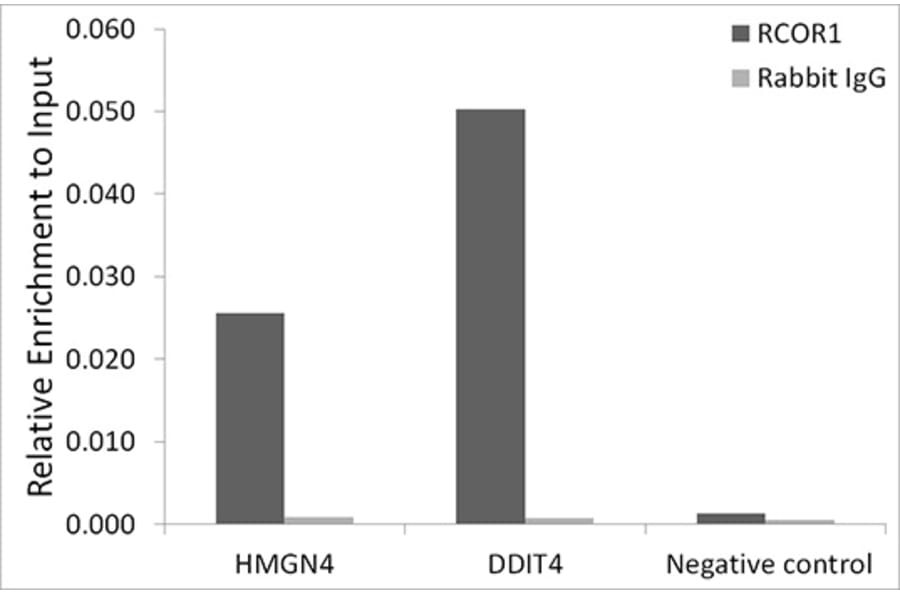 Chromatin Immunoprecipitation - Anti-CoREST Antibody (A90688) - Antibodies.com
