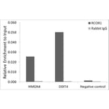 Chromatin Immunoprecipitation - Anti-CoREST Antibody (A90688) - Antibodies.com