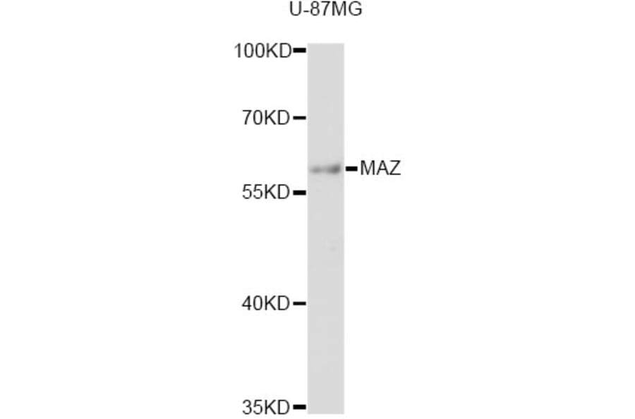 Western Blot - Anti-MAZ Antibody (A12921) - Antibodies.com