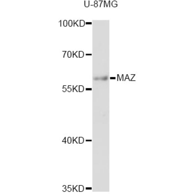 Western Blot - Anti-MAZ Antibody (A12921) - Antibodies.com