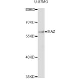 Western Blot - Anti-MAZ Antibody (A12921) - Antibodies.com