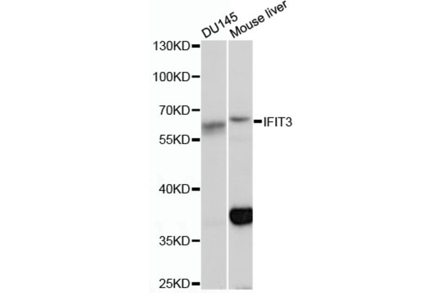 Western Blot - Anti-IFIT3 Antibody (A13317) - Antibodies.com