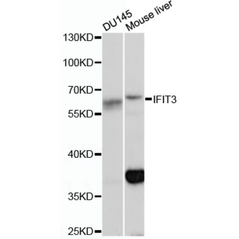 Western Blot - Anti-IFIT3 Antibody (A13317) - Antibodies.com