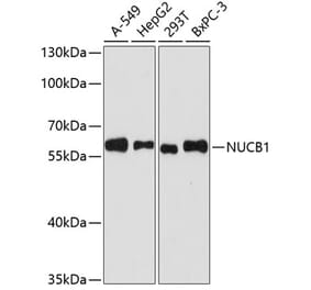Western Blot - Anti-NUCB1 Antibody (A90694) - Antibodies.com