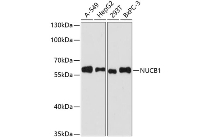 Western Blot - Anti-NUCB1 Antibody (A90694) - Antibodies.com