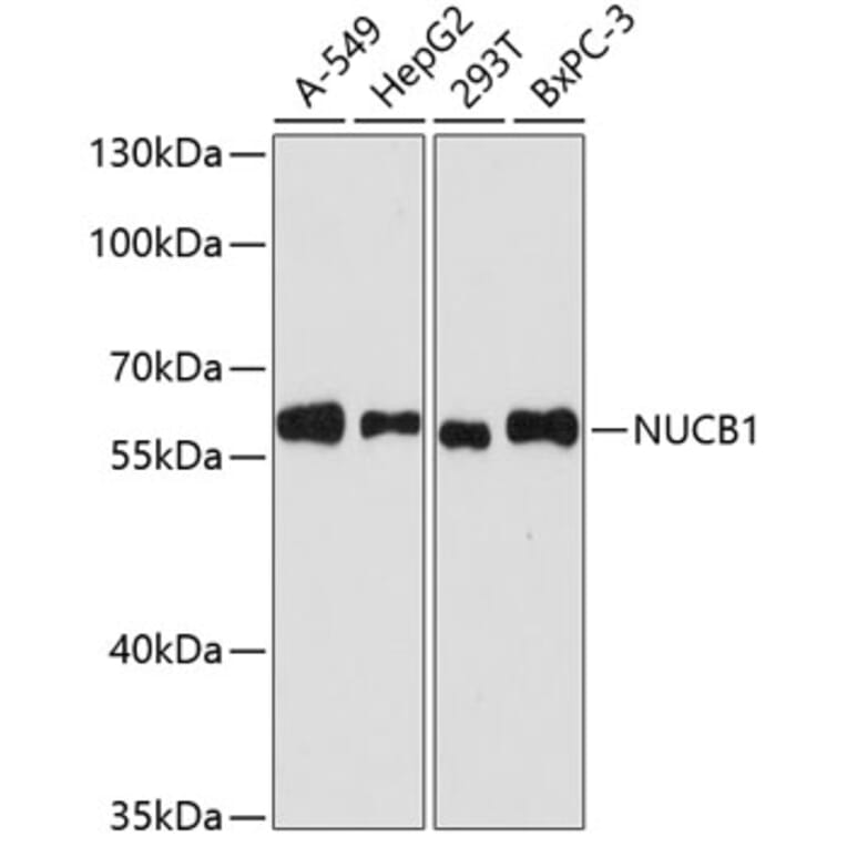 Western Blot - Anti-NUCB1 Antibody (A90694) - Antibodies.com