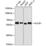 Western Blot - Anti-NUCB1 Antibody (A90694) - Antibodies.com
