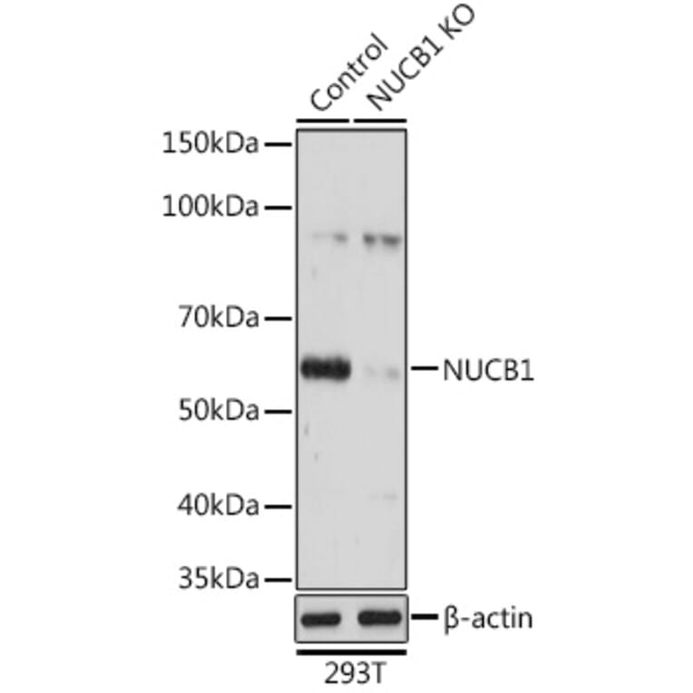 Western Blot - Anti-NUCB1 Antibody (A90694) - Antibodies.com