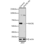 Western Blot - Anti-NUCB1 Antibody (A90694) - Antibodies.com
