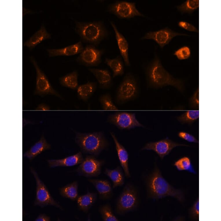 Immunofluorescence - Anti-NUCB1 Antibody (A90694) - Antibodies.com