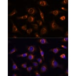 Immunofluorescence - Anti-NUCB1 Antibody (A90694) - Antibodies.com