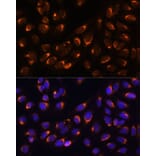 Immunofluorescence - Anti-NUCB1 Antibody (A90694) - Antibodies.com