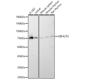Western Blot - Anti-MTG16 Antibody (A90696) - Antibodies.com